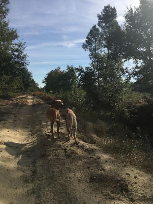 Entre Chevreuil Et Cerf Villa Belin-Beliet Luaran gambar