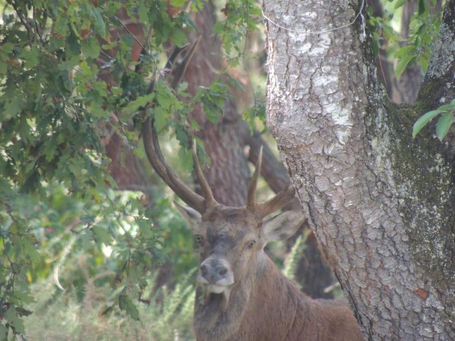 Entre Chevreuil Et Cerf Villa Belin-Beliet Luaran gambar