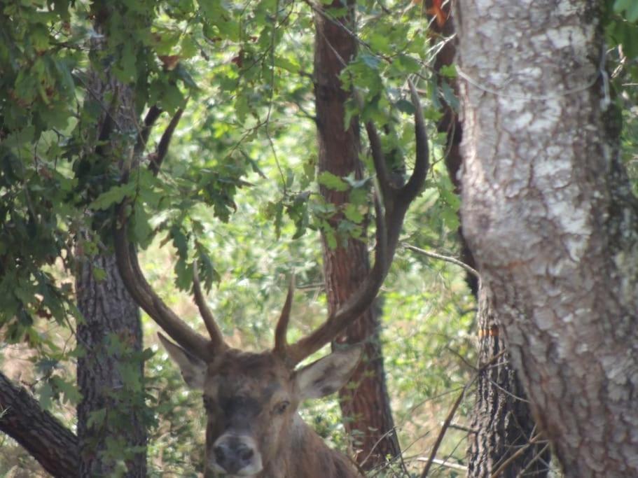 Entre Chevreuil Et Cerf Villa Belin-Beliet Luaran gambar