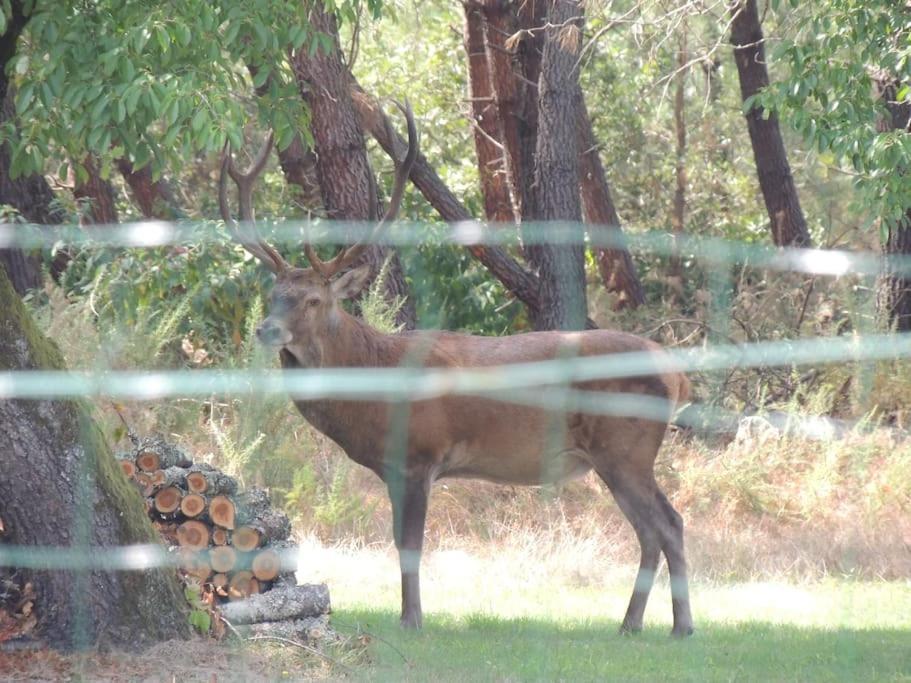 Entre Chevreuil Et Cerf Villa Belin-Beliet Luaran gambar