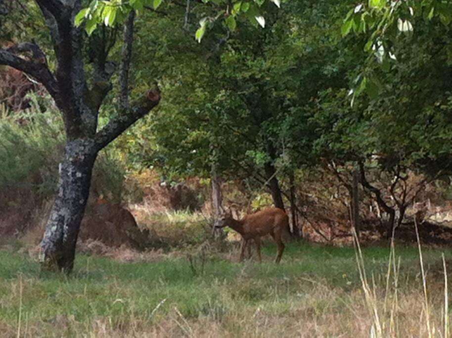 Entre Chevreuil Et Cerf Villa Belin-Beliet Luaran gambar